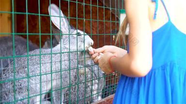 喂养兔子女孩喂养农场国内兔子fleawort叶