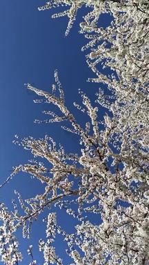 开花樱桃李蓝色的天空背景白色花春天花园