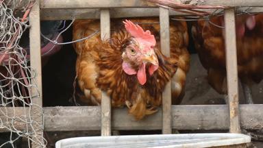 关闭拍摄鸡吃食物农村农场环境声音