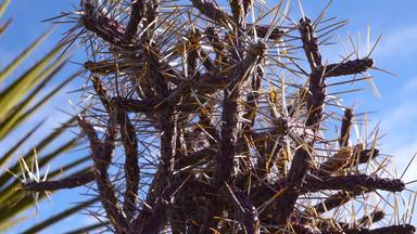 亚利桑那州铅笔Cholla长黄色的刺蓝色的天空圣诞节Chollatasajillo圆柱体钩端高蕨约书亚树国家公园