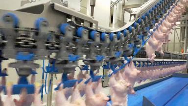 家禽处理行业生鸡肉生产行家禽处理植物输送机带食物工厂自动机烤焙用具肉过程现代设备屠宰场