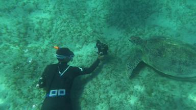 潜水员相机拍摄海乌龟
