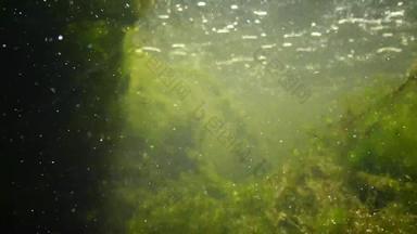 相机移动水新鲜的<strong>水流</strong>藻类快流动<strong>水流</strong>动水