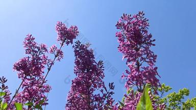 花序紫色的淡紫色花背景蓝色的天空