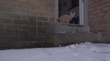 姜汤姆猫经历雪时间