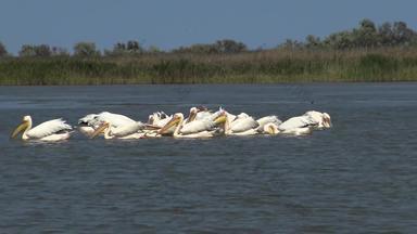 伟大的白色鹈鹕派莱卡努斯onocrotalus<strong>群鸟</strong>鱼河口图兹拉河口敖德萨地区乌克兰