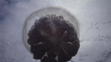 浮动厚度水黑色的海rhizostoma表示“肺”一般桶水母dustbin-lidfrilly-mouthed水母钵水母黑色的海