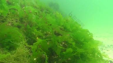 红色的绿色棕色（的）藻类海底黑色的海porphyra浒苔石莼<strong>水下景观</strong>黑色的海