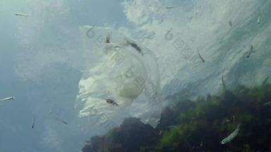 垃圾水聚乙烯袋杀死海洋动物虾这生态自然塑料黑色的海乌克兰