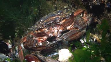 营养绿色蟹海岸蟹卡西努斯maenas卡西努斯埃斯图里吃物种蟹抓住了底黑色的海