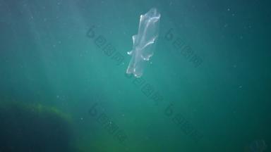 栉水母门动物掠夺性梳子果冻beroe卵形游泳水搜索食物入侵动物黑色的海乌克兰