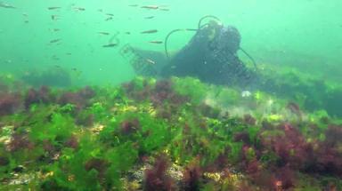 光合作用海潜水员触摸氧气泡沫合成藻类绿色红色的藻类水下岩石浒苔石莼铈多音海湾敖德萨黑色的海