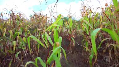 稳定的走路径行新鲜的绿色玉米玉米玉米植物日益增长的农业场索尼稳定摄像头拍摄