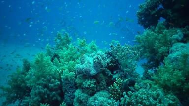 珊瑚礁红色的海3 月 19 日知道埃及