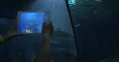 采取图片鲨鱼平板电脑大水族馆暹罗海洋世界曼谷泰国