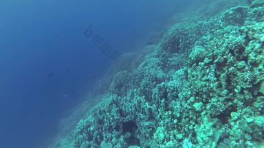 珊瑚礁红色的海阿布dubb美丽的水下景观热带鱼珊瑚生活珊瑚礁埃及