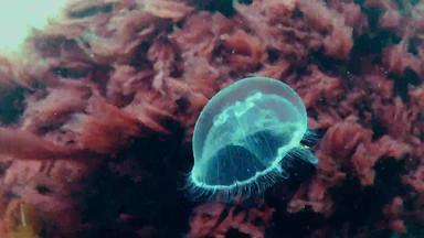 黑色的海动物奥雷利亚奥里塔月亮果冻月亮水母常见的水母飞碟果冻广泛研究了物种属奥雷利亚敖德萨湾市场