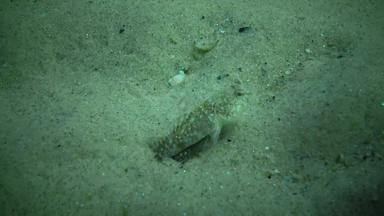 大理石的虾虎鱼波马托希斯图斯图斯marmoratus男性保护巢壳牌贻贝挠鱼黑色的海敖德萨海湾