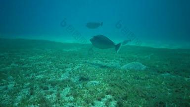 鱼红色的海蓝色的脊柱unicornfish跳鼠六角<strong>草鱼</strong>游泳桑迪底杂草丛生的绿色藻类