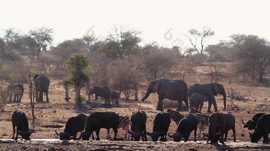 非洲水牛非洲大象斑马南非洲