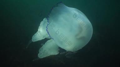 rhizostome水母rhizostoma表示“肺”桶水母游泳水列黑色的海