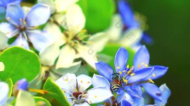 蜜蜂花粉木材<strong>简历</strong>蓝色的白色花