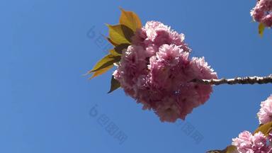 花序粉红色的日本<strong>樱花</strong>花蓝色的天空