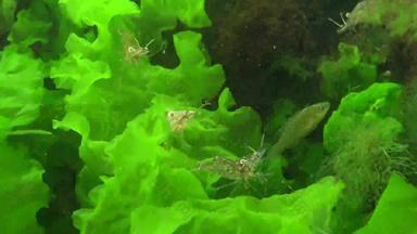 虾波罗的海虾帕拉蒙adspersus灌木丛绿色藻类黑色的海