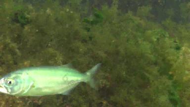 蓝柚树属saltatrix掠夺性鱼黑色的海年轻的鱼亨特海岸