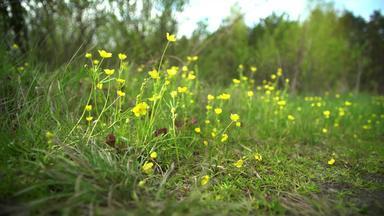 黄色的花早期春天樱草森林草坪上成长风吹太阳照
