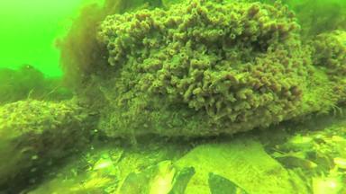 海海绵岩石黑色的海敖德萨湾深度米