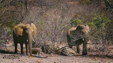 非洲布什大象克鲁格国家公园南非洲