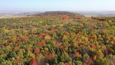 前视图树叶树森林充满活力的颜色秋天