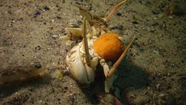 游泳蟹macropipus霍尔萨图斯女鱼子酱谎言回来小鱼攻击黑色的海