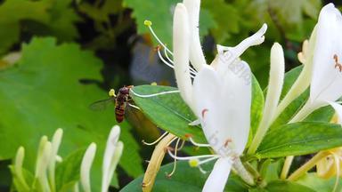 食蚜蝇honeysucle慢运动