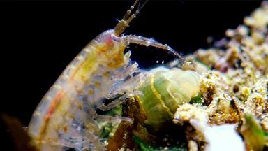 小甲壳纲动物属gammarus抓住了小海葵入侵者黑色的海迪亚杜梅内利纳塔敖德萨湾