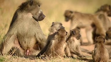 狒狒家庭狒狒婴儿荒野