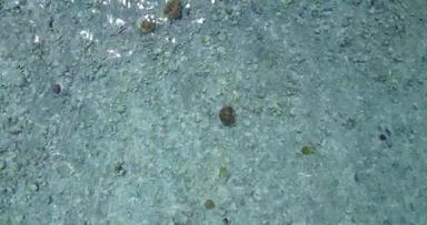 鹅卵石珊瑚沉积物底水晶清晰的水海滩BoraBora