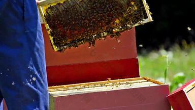 蜜蜂蜂窝蜂蜜收获养蜂人<strong>轻轻</strong>删除蜜蜂框架