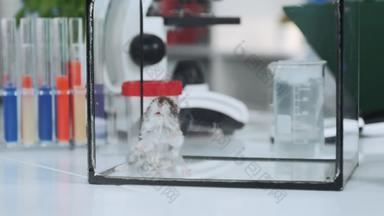 特写镜头化学仓鼠玻璃容器现代实验室