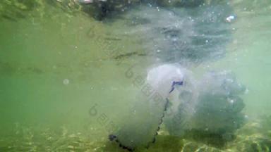 水母乳腺炎巴布亚游泳表面浅水沙子底物种共生光合作用黄藻