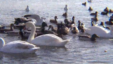 沉默的天鹅天鹅座气味优雅的白色沉默的天鹅游泳喂养河水鸟物种