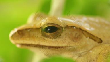 金树青蛙闪烁的宏动物镜头