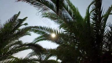 移动棕榈树日落太阳耀斑闪亮的叶子分支机构<strong>替身</strong>拍摄