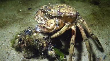 营养绿色蟹海岸蟹卡西努斯maenas卡西努斯埃斯图里小龙虾需要肉贻贝壳牌把口黑色的海