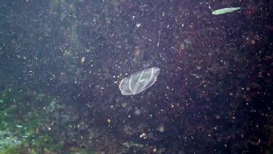 栉水母门动物掠夺性梳子果冻beroe卵形游泳水搜索食物动物黑色的海乌克兰