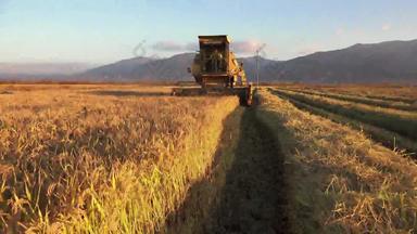 农业结合收割机小麦大米黑麦收获稳定摄像头索尼拍摄