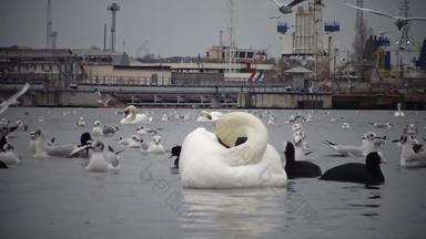 野生鸟人行业生态问题白色天鹅鸭子海鸥海港水域苏霍伊利曼乌克兰