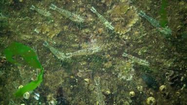积累虾海底陈海敖德萨海湾帕拉蒙adspersus一般被称为波罗的海虾物种虾频繁的黑色的海