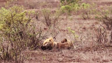 非洲狮子克鲁格国家公园南非洲